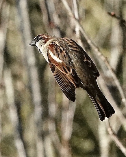 house sparrow